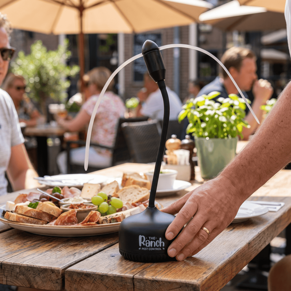 Fly Fans